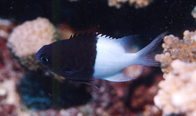 Chromis iomelas